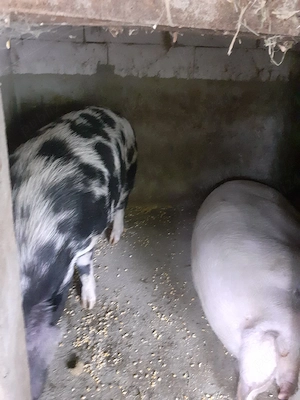 Porci de vanzare - imagine 3