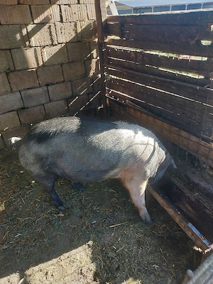 Vând scrofită bazna.
