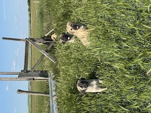 Căței kangal de vânzare
