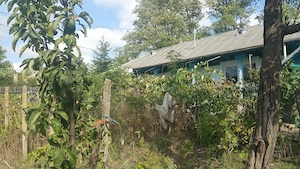 Casa de vânzare sat Stuhulet, comuna Berezeni, Jud. Vaslui - imagine 3