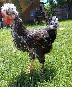 Cocosi de vanzare