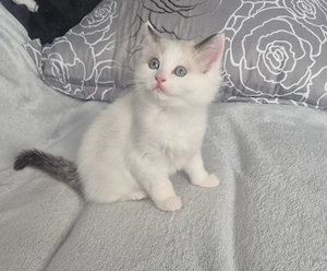 Ragdoll Bicolor superb - imagine 3