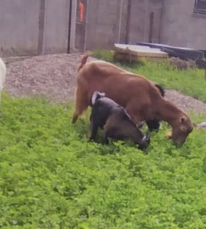 Vând capră tânără și bună de lapte,lângă Oradea 