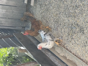 Cocosi tineri de vanzare