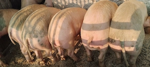 porci de vinzare