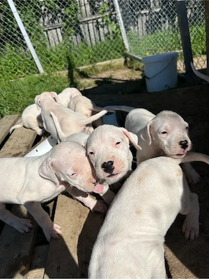 Dog Argentinian  - imagine 2