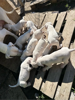Dog Argentinian 