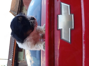 Bichon havanes  8 saptamani  - imagine 3
