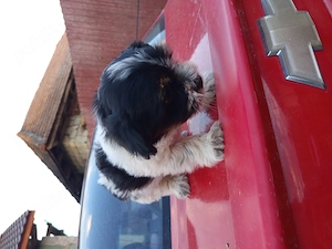 Bichon havanes  8 saptamani 
