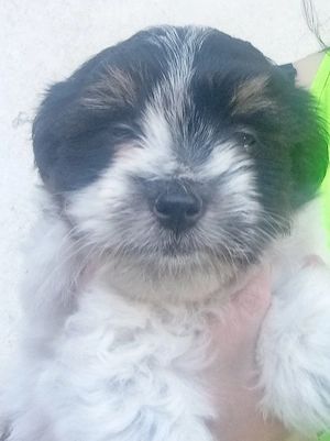 Bichon havanes  8 saptamani  - imagine 5