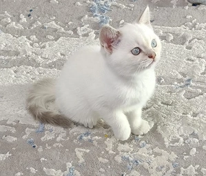 Pisici British Shorthair, Blue Silver Tabby și Alb cu gri Colorpoint, de 2 luni jumătate  - imagine 2