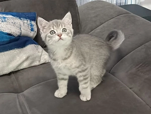 Pisici British Shorthair, Blue Silver Tabby și Alb cu gri Colorpoint, de 2 luni jumătate  - imagine 3