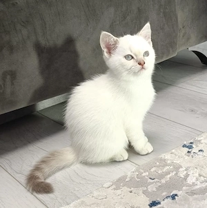 Pisici British Shorthair, Blue Silver Tabby și Alb cu gri Colorpoint, de 2 luni jumătate  - imagine 4