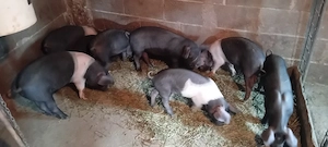 Purcei de vânzare 