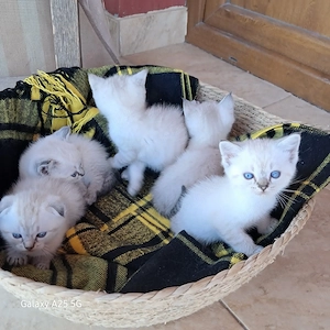Pisicuțe scotish