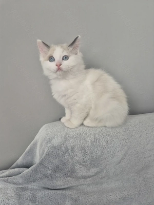 Ragdoll Bicolor superb