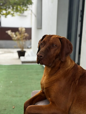 Vand pui Vizsla Maghiar de rasa pura  - imagine 5