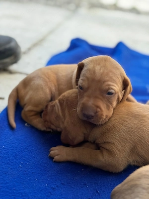 Vand pui Vizsla Maghiar de rasa pura  - imagine 2