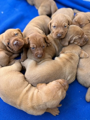 Vand pui Vizsla Maghiar de rasa pura  - imagine 4