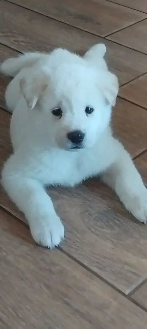 Vand căței Akita inu  - imagine 5