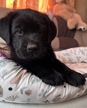 Labrador Retriver