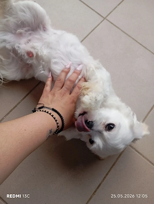 Cățel Shih Tzu 