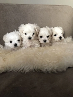 Puiuti Bichoni Maltese talie mica