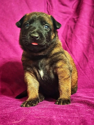 Pui Belgian Malinois cu pedigree FCI, vaccinati si deparazitați  - imagine 4