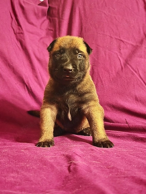 Pui Belgian Malinois cu pedigree FCI, vaccinati si deparazitați  - imagine 2