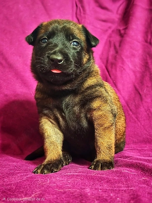 Pui Belgian Malinois cu pedigree FCI, vaccinati si deparazitați 