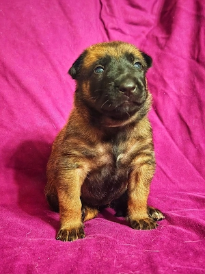 Pui Belgian Malinois cu pedigree FCI, vaccinati si deparazitați  - imagine 3