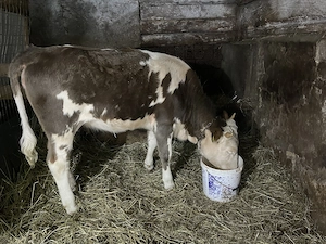 Vitea 270kg de vanzare  - imagine 3