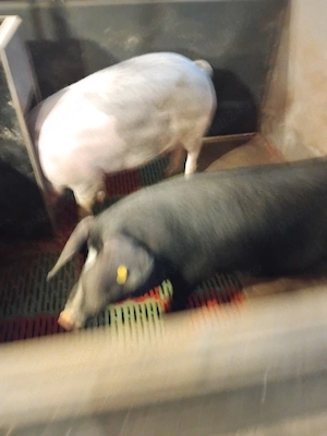 porci de vânzare 