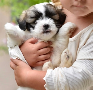 Bichon havanez fetita