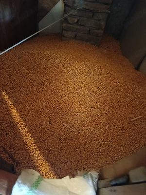 porumb de vanzare 1000kg