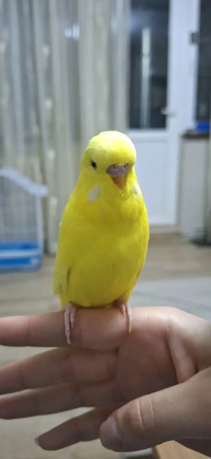 Perus cauta casuta
