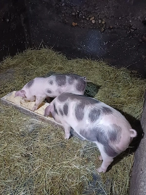 purcei de vânzare!