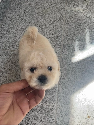 Fetita maltipoo mini toy 
