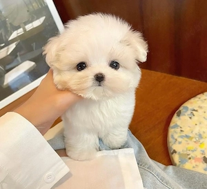 Bichon Maltez Mini Toy 