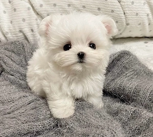 Bichon Maltez Mini Toy  - imagine 2