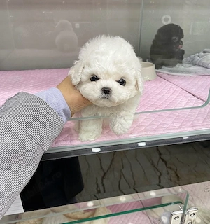 Bichon Maltez Mini Toy  - imagine 3