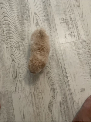 fetita maltipoo capucino 