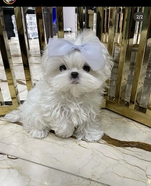 Bichon maltez mini toy 