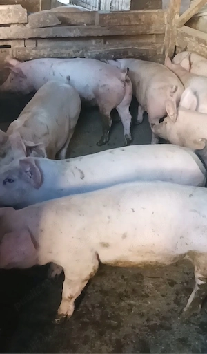 Soldanei de carne 45-50 kg