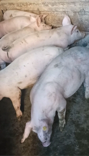Soldanei de carne 30-35 kg - imagine 2
