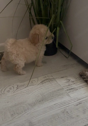 maltipoo mini toy fetita 