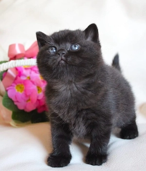 british shorthair  - imagine 3