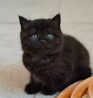british shorthair 