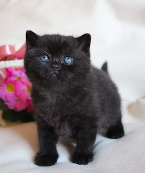 british shorthair  - imagine 2