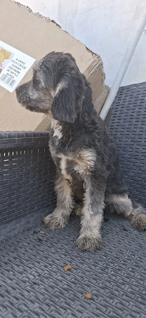 Cavapoo f1 - imagine 4